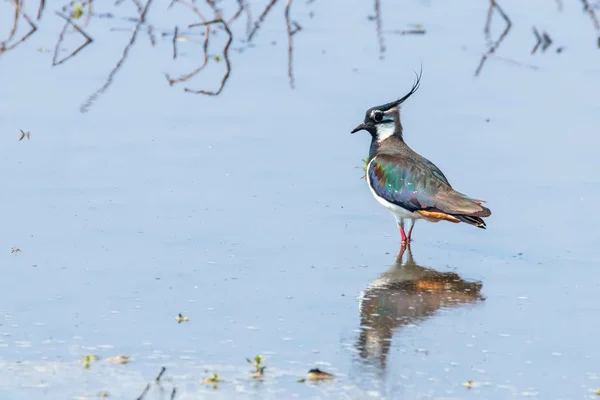 stock image Lapwing, Northern Lapwing in Shallow Water (Vanellus vanellus)