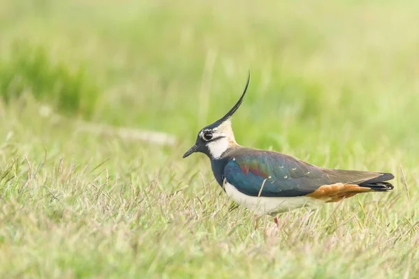 Lapwing, Northern Lapwing na grama (Vanellus vanellus) Peewi — Fotografia de Stock