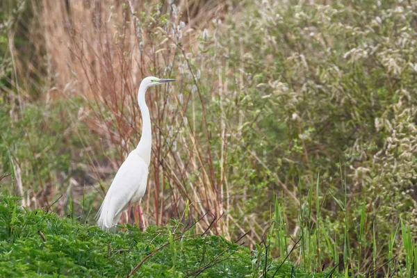 Büyük Akbalıkçıl (Ardea alba) Büyük Beyaz Akbalıkçıl, ortak balıkçıl — Stok fotoğraf