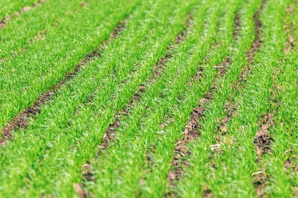 Jonge tarwe zaailingen groeien in een veld — Stockfoto