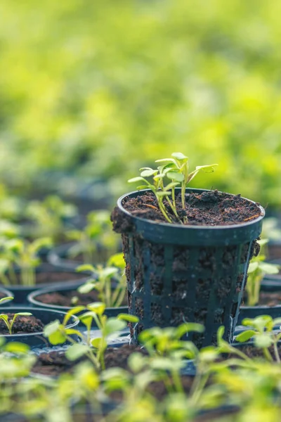 Granja hidropónica Rucola. Jóvenes plantas de Rucola, Jóvenes cohetes, Ruco —  Fotos de Stock