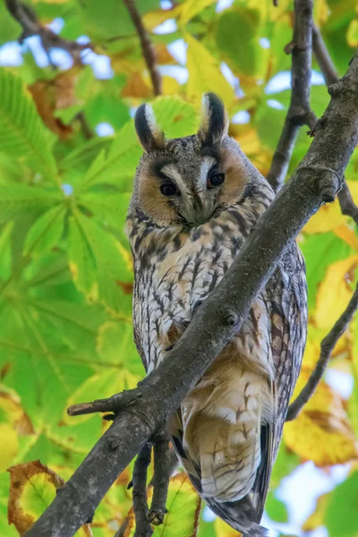 Langooruil zittend op een boom (Asio otus) — Stockfoto