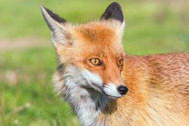 Kırmızı Tilki Yakın Portre (Vulpes vulpes)