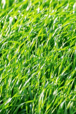 Tarlada yetişen küçük buğday fideleri