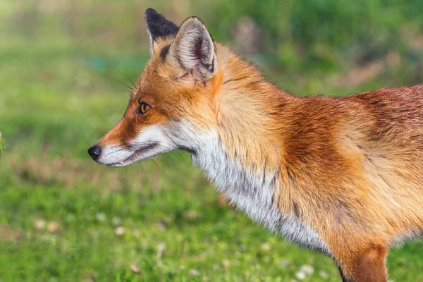 Red Fox Primer plano Retrato (Vulpes vulpes ) — Foto de Stock