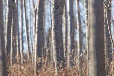 Ağaç Gövdesi Ormanı, Doğal Doku Arkaplanı