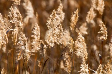 Genel Reed, Kuru Sazlıklar (Phragmites australis) Reed Arkaplanı
