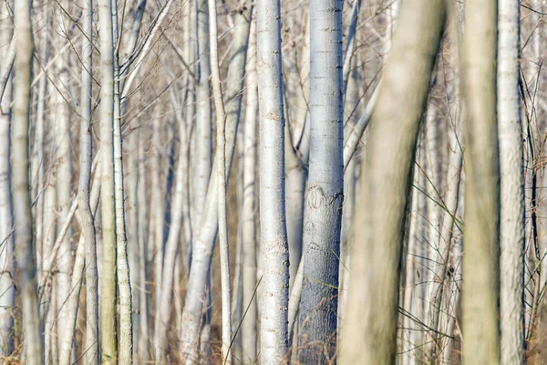 나무줄기 숲, 자연 스러운 텍스처를 가진 배경 — 스톡 사진