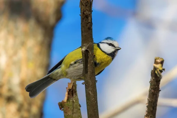 Gros seins bleus, mignon petit oiseau — Photo