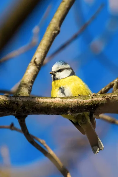 Blaumeise, süßer kleiner Vogel — Stockfoto