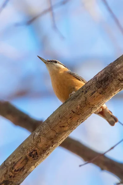 Nuthatch Eurasiano, Little Songbird (Sitta europaea) Madeira Nuthatc — Fotografia de Stock