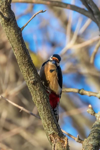 树干上的大啄木鸟 — 图库照片