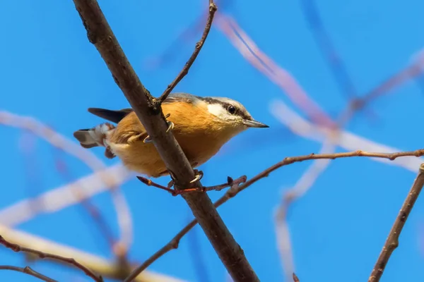 欧亚坚果，小松鸟（Sitta europaea）木坚果c — 图库照片