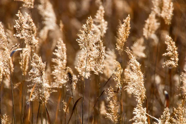 Vanlige Reed, tørre gress (Phragmites australis) Reed Bakgrunn – stockfoto