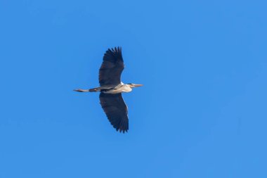Gri balıkçıl uçuş (Ardea cinerea) mavi gökyüzünde
