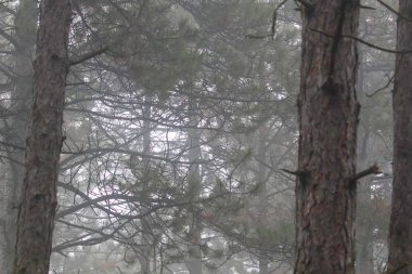 Çam Ormanı Doğa Arkaplanı, Çam Ormanı