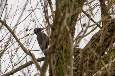 Ağaçta oturan Kara Ağaçkakan (Dryocopus martius)