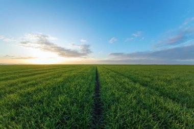 Tarlada yetişen küçük buğday fideleri