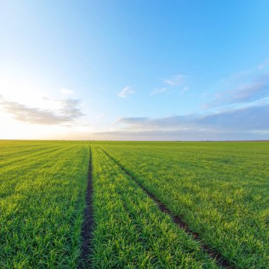 Tarlada yetişen küçük buğday fideleri