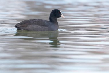 İnek yüzme (Fulica atra) Avrasya Yaban Ördeğini kapatın 