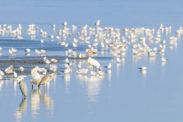 Rebanho de pássaros no lago azul em luz dourada ao pôr do sol — Fotografia de Stock