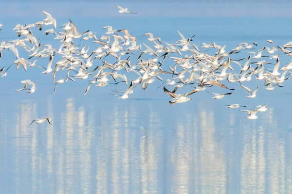 Gaivotas voadoras, rebanho de gaivotas em voo, reflexão no mar — Fotografia de Stock