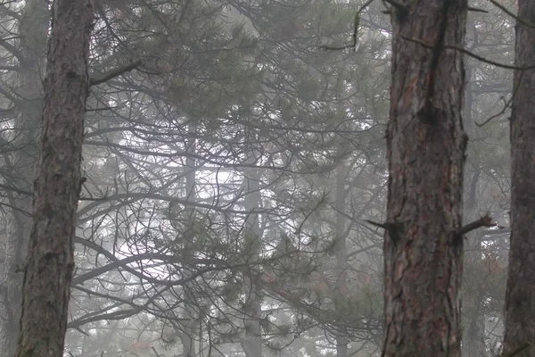 Sfondo naturale della foresta di pino, Pino della foresta di nebbia — Foto Stock