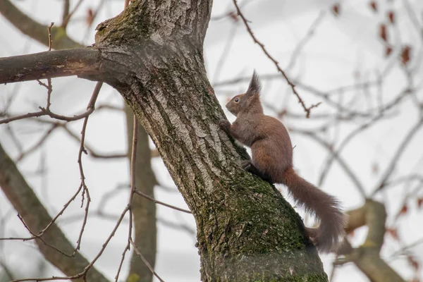 Écureuil roux assis sur un arbre, Écureuil des forêts d'automne (Sciurus — Photo