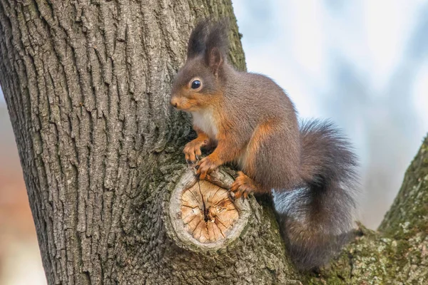 Écureuil roux sur le tronc d'arbre, Écureuil des bois (Sciurus vulgaris)) — Photo