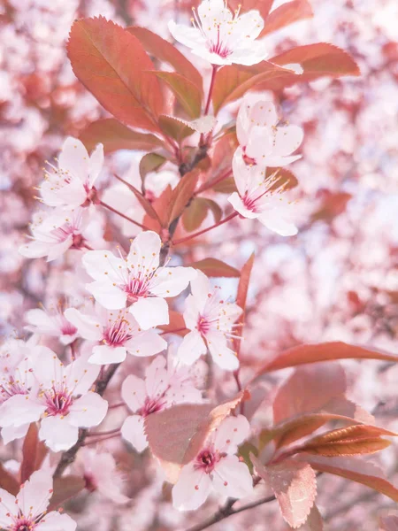 Spring Cherry blossoms Background, Blossoming cherry Close Up