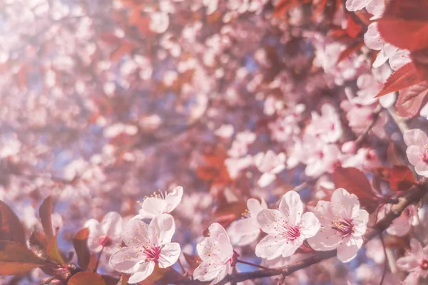 Primavera Fiori di ciliegio Sfondo, Fioritura ciliegio Primo piano — Foto Stock