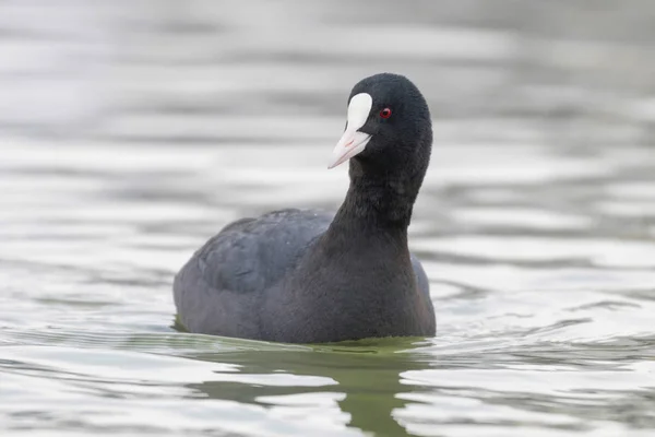 Fußbodenschwimmen (Fulica atra) aus nächster Nähe — Stockfoto