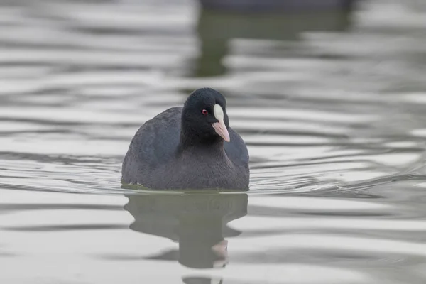 Fußbodenschwimmen (Fulica atra) aus nächster Nähe — Stockfoto