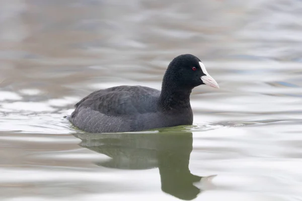 Spjälsäng simning (Fulica atra) Närbild Eurasian Coot — Stockfoto