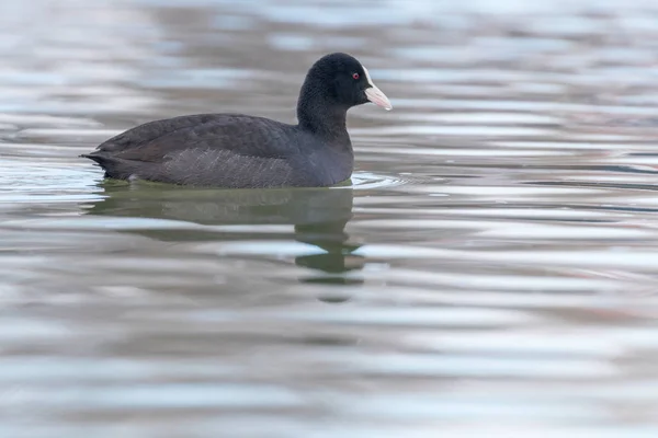 İnek yüzme (Fulica atra) Avrasya Yaban Ördeğini kapatın — Stok fotoğraf