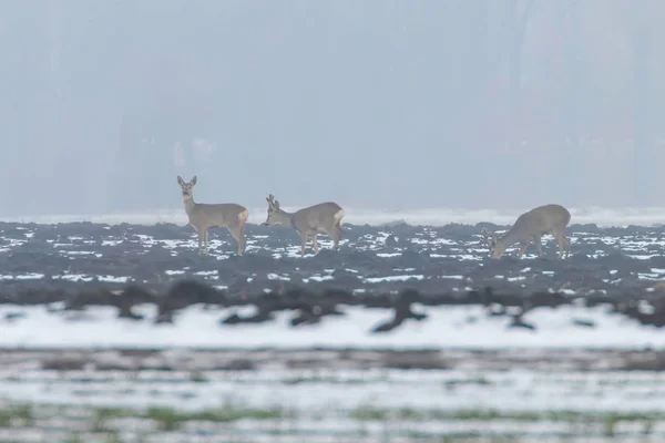 Reeën kudde in winterochtend (Capreolus capreolus) — Stockfoto