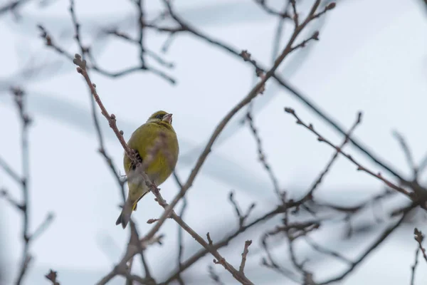 Greenfinch Male (Chloris chloris) on tree, winter time European — Stock Photo, Image