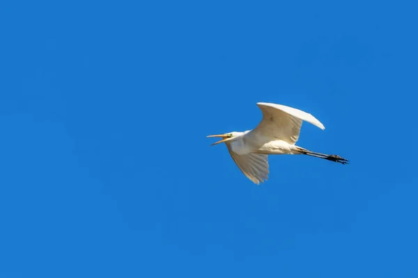 Wielkie Egret Flying (Ardea alba) czyste niebo — Zdjęcie stockowe