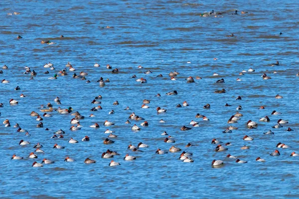 Patos Pochard comunes nadando en el lago (Aythya ferina) — Foto de Stock