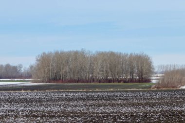 Erken bahar alanları karla kaplı, plowe üzerinde eriyen kar