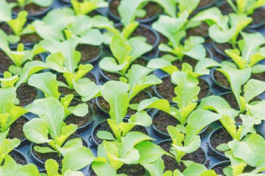 Marul Hydroponic çiftlik. Marul filizlenir. Yeşil genç marul Pl