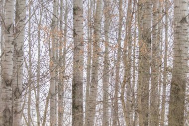 Kavak ağaçlarının gövdeleri doğal arka plan 