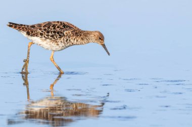 Ruff su kuşu (Philomachus pugnax) Suda yakut