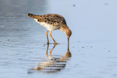 Ruff su kuşu (Philomachus pugnax) Suda yakut