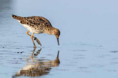 Ruff su kuşu (Philomachus pugnax) Suda yakut