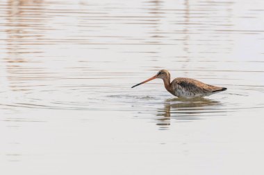 Siyah Kuyruklu Godwit (Limosa limosa) Wader Bird Yem olacak