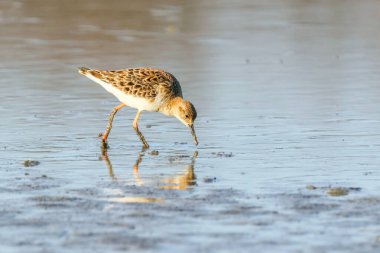 Ruff su kuşu (Philomachus pugnax) Suda yakut