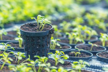 Rucola Hydroponic çiftlik. Genç Rucola bitkiler, genç roketleri, Ruco