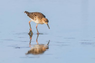 Ruff su kuşu (Philomachus pugnax) Suda yakut