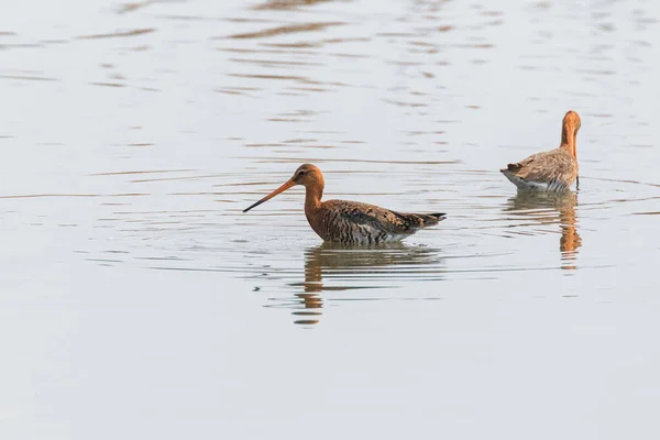 Чорний Хвостий хрестами (Limosa Limosa) Wader нагулу птахів в шал — стокове фото